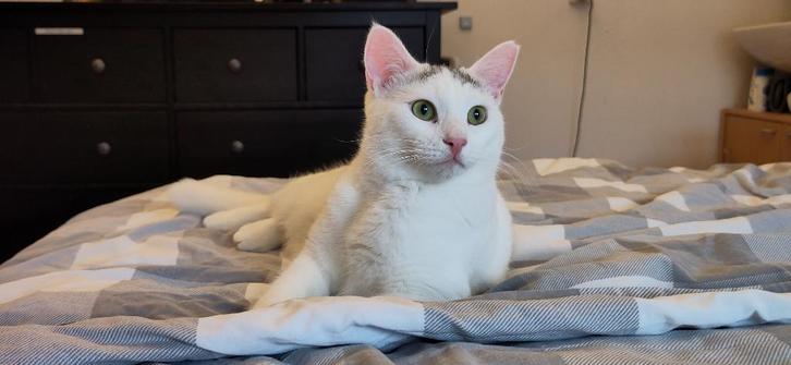 Huis gezocht voor Natalie en Marion, Dieren en Toebehoren, Katten en Kittens | Overige Katten, Kortharig, Poes, 0 tot 2 jaar