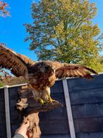 Opgezette buizerd, spanwijdte 50cm, Ophalen of Verzenden, Zo goed als nieuw, Vogel, Opgezet dier