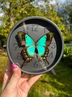 Opgezette vlinder in klok, Ophalen of Verzenden, Nieuw, Insect, Opgezet dier