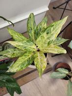 aglaonema, Ophalen of Verzenden