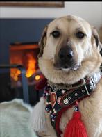 Onze Ayla zoekt een gouden mand!, Rabiës (hondsdolheid), Reu, Eén hond, 3 tot 5 jaar