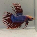 Betta splendens man 09, Dieren en Toebehoren, Vissen | Aquariumvissen, Vis