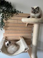 Natural paradise krabpaal / kattenmand / kat hangmat, Dieren en Toebehoren, Krabmeubelen, Ophalen, Zo goed als nieuw