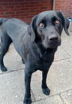Labrador/Friese Stabij, Dieren en Toebehoren, Rabiës (hondsdolheid), 1 tot 2 jaar, Teef, Labrador retriever