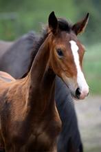 Heel interessant hengstveulen-dressuur, Dieren en Toebehoren, Paarden, Gechipt, Niet van toepassing, Dressuurpaard, 0 tot 2 jaar