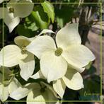 Cornus kousa, Ophalen, Lente, Volle zon, Overige soorten