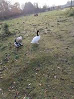 zwarthalszwaan man 6 jaar oud, Dieren en Toebehoren, Pluimvee, Mannelijk, Gans of Zwaan