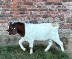 Boerbok lam, Dieren en Toebehoren, Schapen, Geiten en Varkens, Mannelijk, Geit, 0 tot 2 jaar