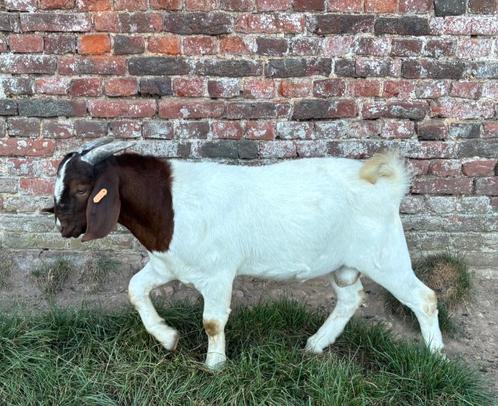 Boerbok lam, Dieren en Toebehoren, Schapen, Geiten en Varkens, Geit, Mannelijk, 0 tot 2 jaar