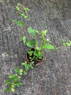 Tamme braam, Ophalen, Volle zon, Vaste plant, Zomer