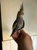 Zeer lieve tamme valkparkiet incl garantie 10 weken oud, Dieren en Toebehoren, Vogels | Parkieten en Papegaaien, Geslacht onbekend