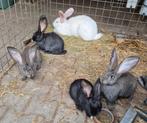 Prachtige Duitse reuzen, ouders erg groot, gevaccineerd, Dieren en Toebehoren, Konijnen, Meerdere dieren, Groot, 0 tot 2 jaar