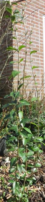 Ligusterplant. Solitair of voor heg. Help vogels met een heg, Ophalen, Liguster, Struik, 100 tot 250 cm