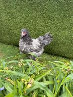 Brahma groothoender blauw haan, Dieren en Toebehoren, Pluimvee, Meerdere dieren, Kip