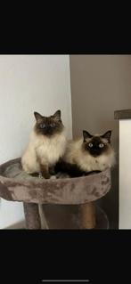 Heilige birmaan x siberische katten, Dieren en Toebehoren