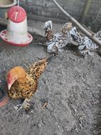 4 sabelpoot-krielen, Dieren en Toebehoren, Pluimvee, Vrouwelijk, Kip