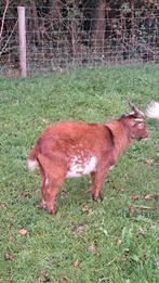 Prachtig camel bokje te huur, Dieren en Toebehoren, Schapen, Geiten en Varkens, Mannelijk, Geit