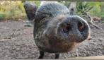 3 micro varkens gratis, Meerdere dieren, Varken, 6 jaar of ouder