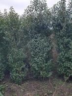 Prunus lusitanica,  Portugese laurier 12,50/stuk 200cm, Ophalen, Leiboom