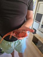 Baardagaam vrouw leatherback rood, Dieren en Toebehoren, Reptielen en Amfibieën, Hagedis, Met terrarium, 0 tot 2 jaar