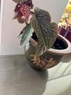 Begonia Benigo Pink in pot kamerplant balkon plant, Huis en Inrichting, Ophalen of Verzenden