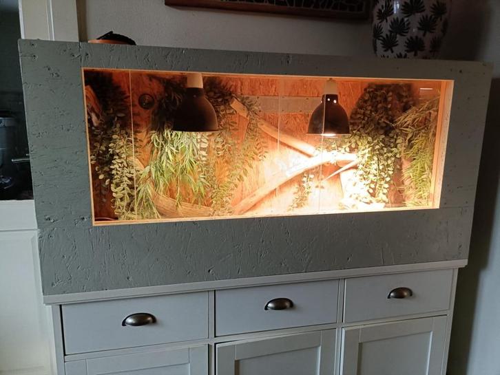 2 Tijger baardagamen en Terrarium, Dieren en Toebehoren, Reptielen en Amfibieën, 3 tot 6 jaar, Met terrarium, Tam