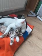 Kleine zoeken nieuw thuis met veel liefde!