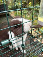 Minilop x ndh konijntje vrouw half jaar oud, Dieren en Toebehoren, Konijnen, Vrouwelijk, Dwerg