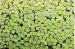 Phyllantus Fluitans - aquarium drijfplant, Dieren en Toebehoren, Overige typen, Zoetwatervis