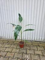 Musa Florida, Ophalen of Verzenden, Halfschaduw, Minder dan 100 cm