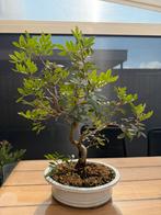 Pre bonsai Pistacia lentiscus, Tuin en Terras, Planten | Bomen, Bloeit niet, Halfschaduw, Minder dan 100 cm, Overige soorten