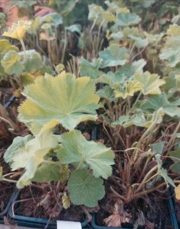 Alchemilla mollis  beschikbaar voor biedingen