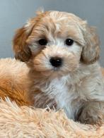 Prachtige middelgrote Maltipoo pups type kleine Doodle, CDV (hondenziekte), Meerdere, 8 tot 15 weken, Meerdere dieren