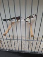 2bewezen koppel japanse meeuwen, Dieren en Toebehoren, Vogels | Overige Vogels, Meerdere dieren, Tropenvogel