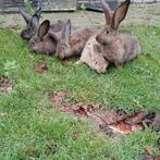 Jonge Vlaamse reuzen, Dieren en Toebehoren, Konijnen, Meerdere dieren, Groot, 0 tot 2 jaar