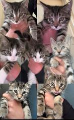 7 kittens zoeken een mooie huis, Dieren en Toebehoren, Katten en Kittens | Raskatten | Korthaar