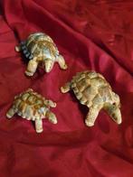 wade porselein schildpadden england schildpad, Antiek en Kunst, Antiek | Porselein, Ophalen of Verzenden