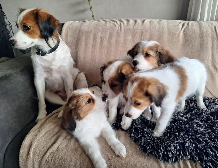 Schattige Kooiker pups te koop, Dieren en Toebehoren, Honden | Retrievers, Spaniëls en Waterhonden, Meerdere dieren, Overige rassen
