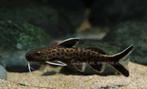 Synodontis petricola, Dieren en Toebehoren, Vissen | Aquariumvissen, Vis, Zoetwatervis