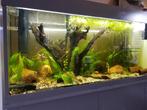 Aquarium juwel, Dieren en Toebehoren, Vissen | Aquaria en Toebehoren, Ophalen, Zo goed als nieuw, Gevuld zoetwateraquarium