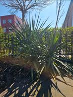 Gratis 3 Yucca's winterhard/groen, Volle zon, 100 tot 250 cm, Zomer, Overige soorten
