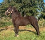 Mega knappe zwarte grote bomproof Apony ruin!, Dieren en Toebehoren, Pony's, B, Ruin, A pony (tot 1.17m), Tuigpony