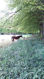 Te huur stalling en weidegang, Dieren en Toebehoren, Stalling en Weidegang, Weidegang