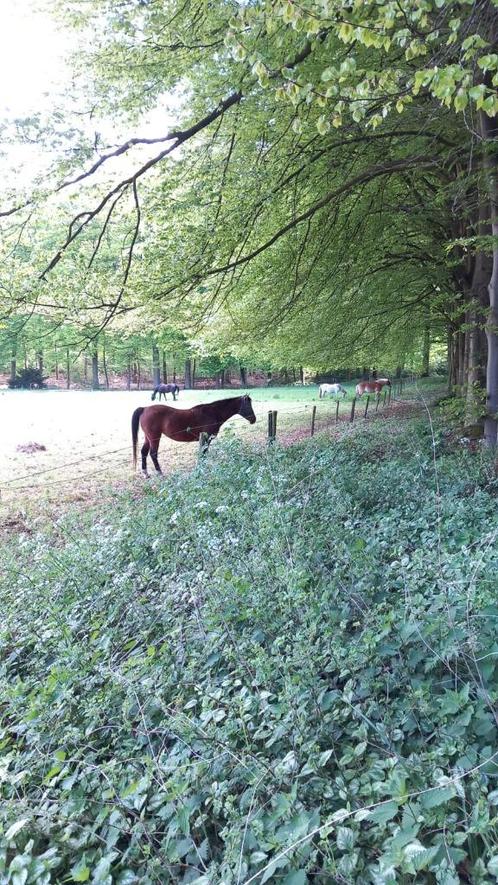 Te huur stalling en weidegang, Dieren en Toebehoren, Stalling en Weidegang, Stalling, Weidegang