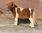Bonte Pony’s., Dieren en Toebehoren, Pony's, Niet van toepassing, A pony (tot 1.17m), Meerdere dieren, Gechipt
