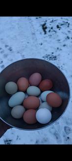 Broedeieren kleurlegger groenlegger olijflegger, Dieren en Toebehoren, Geslacht onbekend, Kip