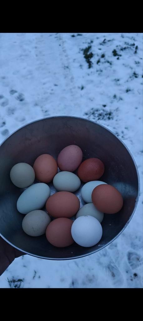Broedeieren kleurlegger groenlegger olijflegger, Dieren en Toebehoren, Pluimvee, Kip, Geslacht onbekend