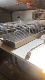 Knaagdier kooi, Dieren en Toebehoren, Kooi, Eekhoorn, Ophalen, Minder dan 60 cm