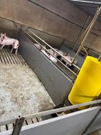 Kunststof hokinrichting vleesvarkens [757], Boekhorst Trading, Info@boekhorsttrading.com, Singel 16, Horssen