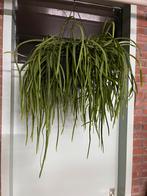 Lepismium bolivianum, Ophalen of Verzenden, Halfschaduw, Minder dan 100 cm